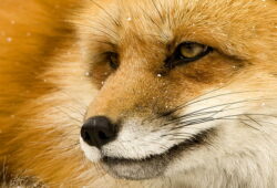 the amazing find fox