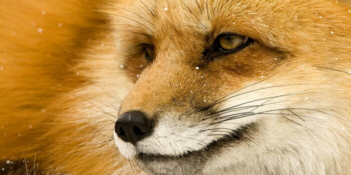 the amazing find fox